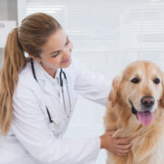 „Haustiergesundheit“ - Mobiler Tierarzt von FELMO