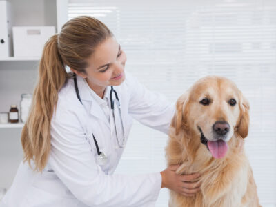 „Haustiergesundheit“ - Mobiler Tierarzt von FELMO