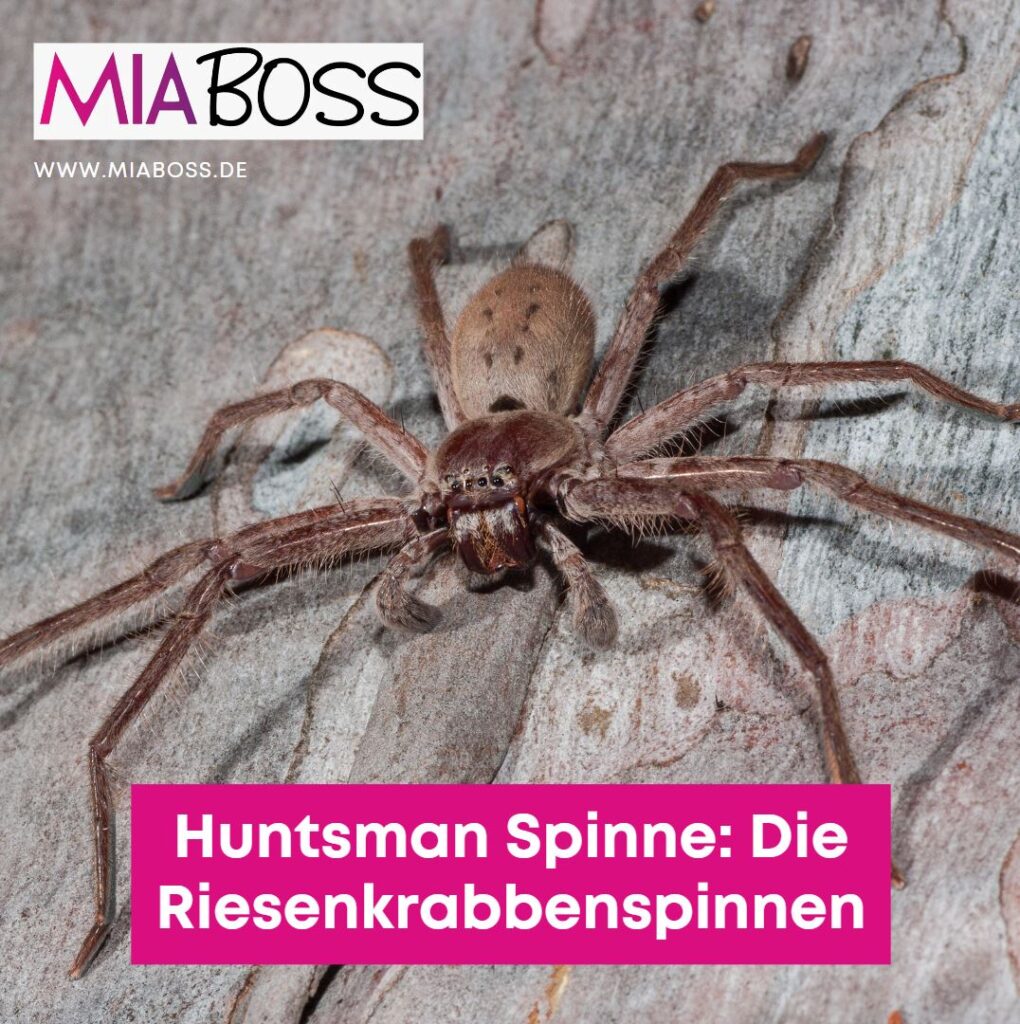 Huntsman Spinne Die Riesenkrabbenspinnen