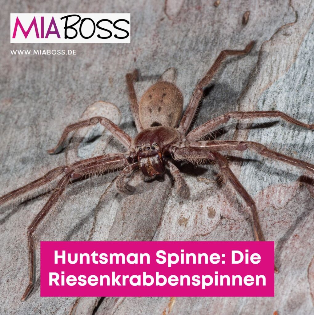 Huntsman Spinne Die Riesenkrabbenspinnen Huntsman Spinne Die Riesenkrabbenspinnen