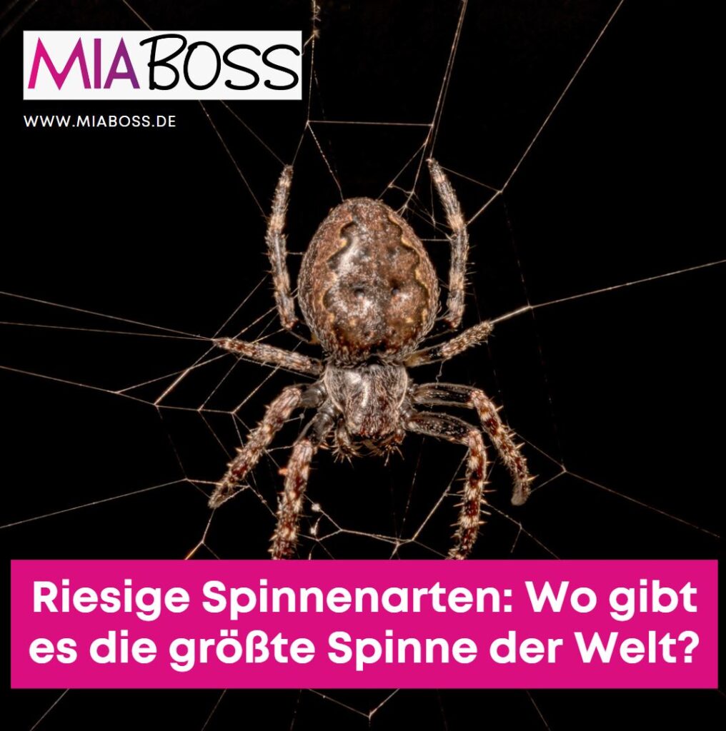 Riesige Spinnenarten Wo gibt es die größte Spinne der Welt