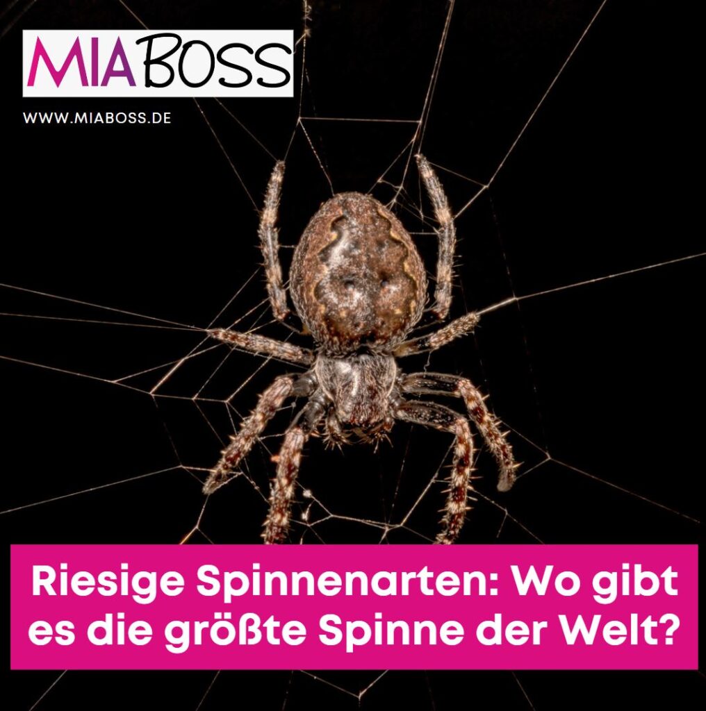 Riesige Spinnenarten Wo gibt es die größte Spinne der Welt Riesige Spinnenarten Wo gibt es die größte Spinne der Welt