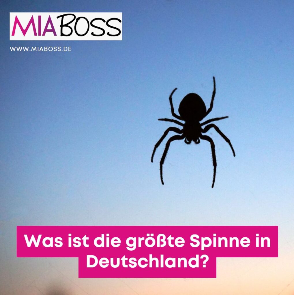 Was ist die größte Spinne in Deutschland