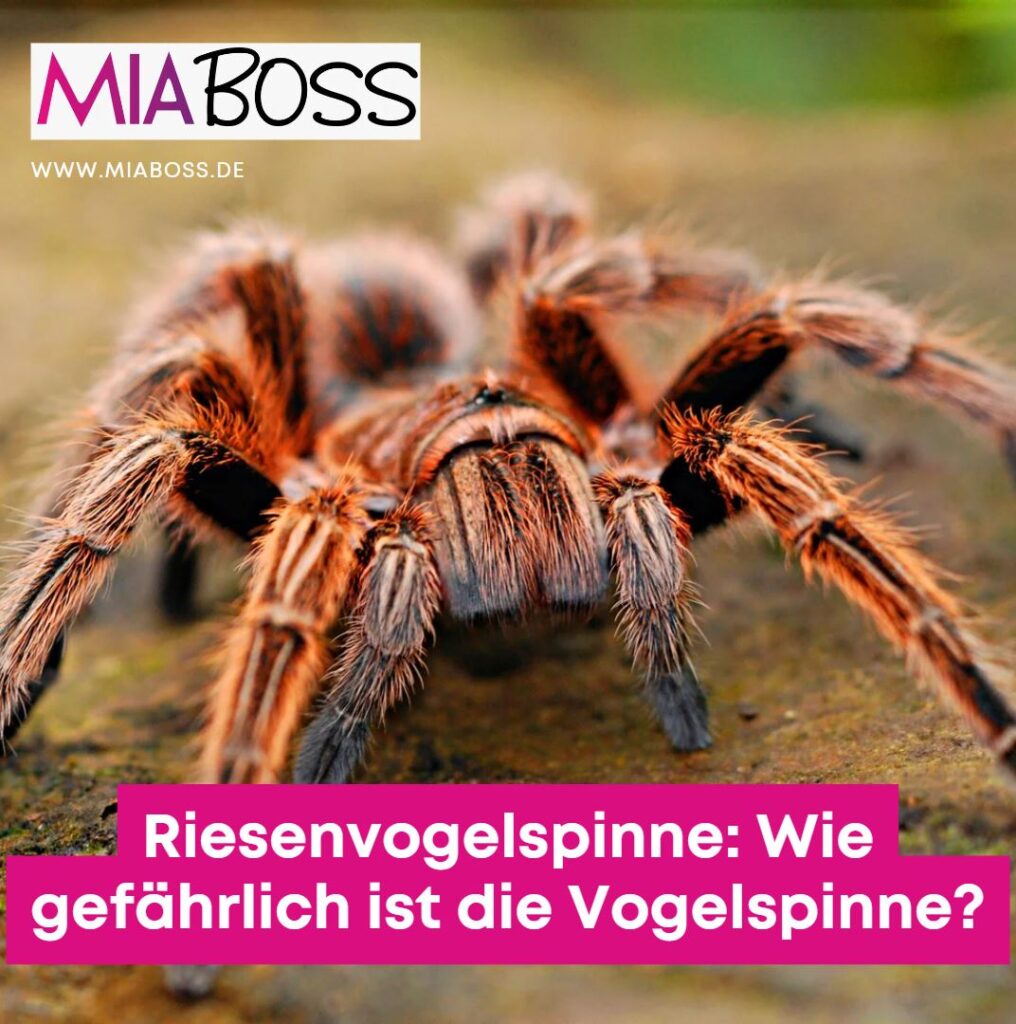 Riesenvogelspinne: Wie gefährlich ist die Vogelspinne? Riesenvogelspinne: Wie gefährlich ist die Vogelspinne?