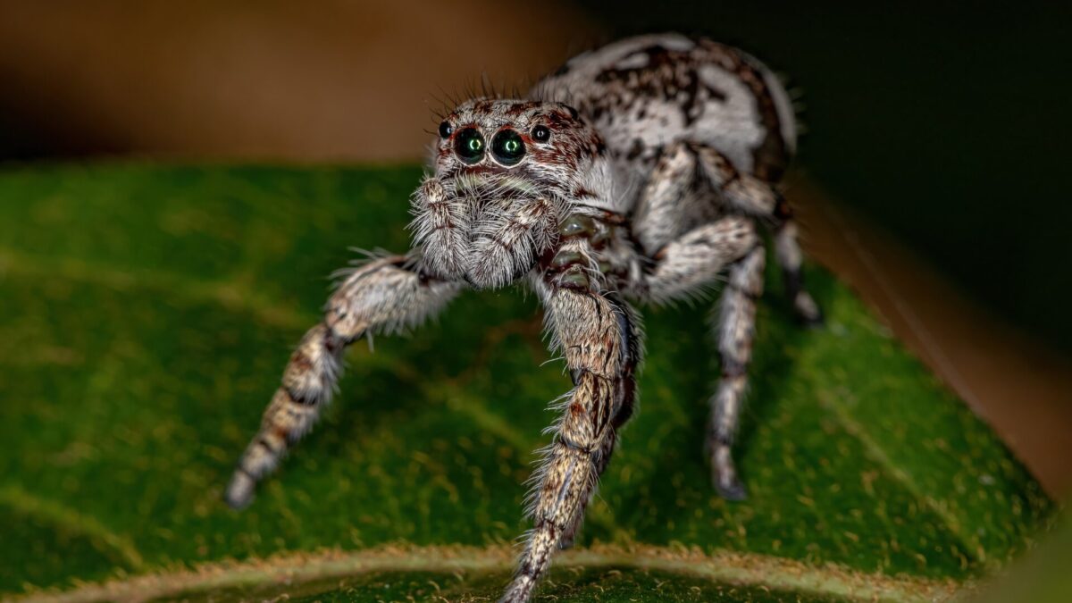 Die größte Spinne der Welt: Riesenspinnen wie die Laotische Riesenkrabbenspinne