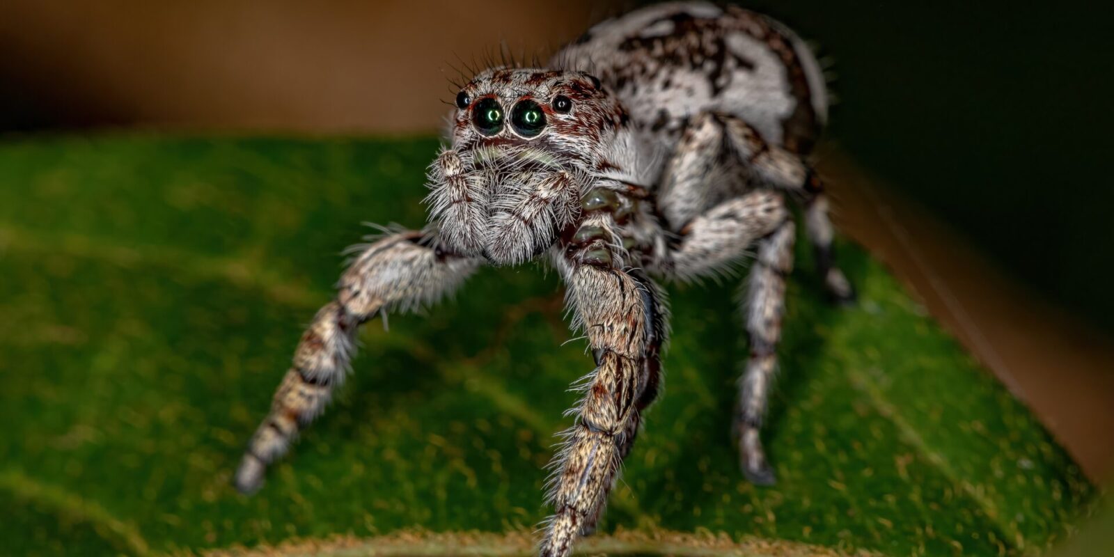 Die größte Spinne der Welt: Riesenspinnen wie die Laotische Riesenkrabbenspinne