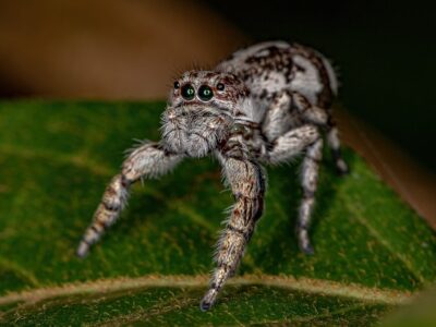 Die größte Spinne der Welt: Riesenspinnen wie die Laotische Riesenkrabbenspinne