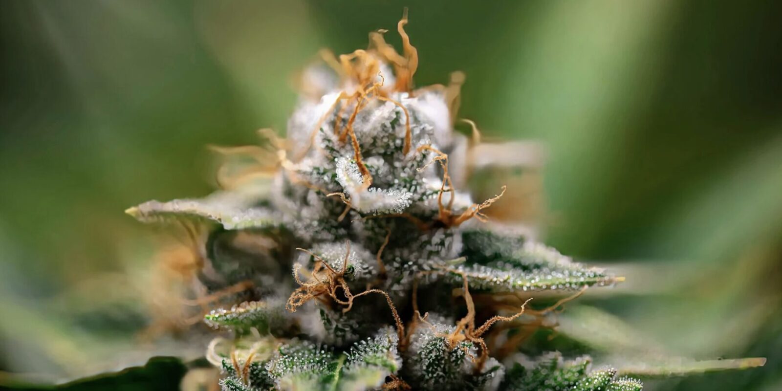 CBD-Hanfblüten und Vaporizer