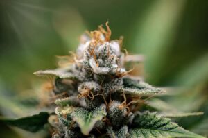 Die perfekte Symbiose: CBD-Hanfblüten und Vaporizer für ein optimales Erlebnis