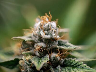 CBD-Hanfblüten und Vaporizer