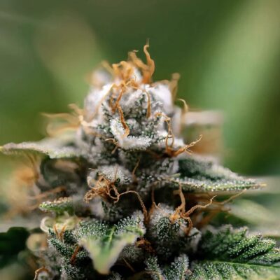 CBD-Hanfblüten und Vaporizer