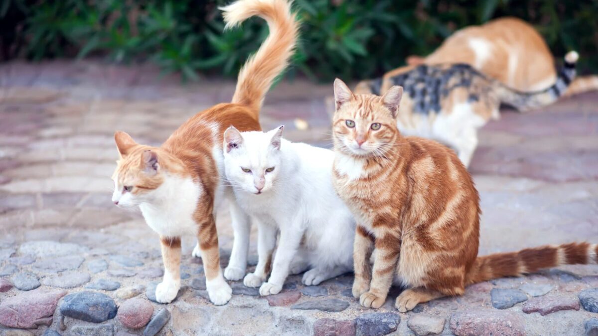 Wie alt werden Katzen Freigänger Lebenserwartung, Risiken und Pflege im Überblick