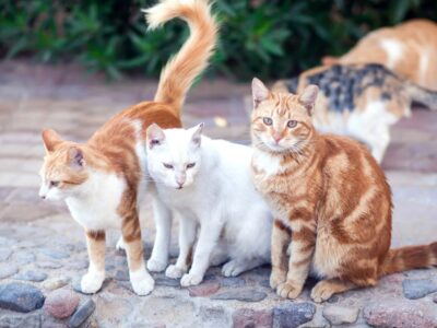 Wie alt werden Katzen Freigänger Lebenserwartung, Risiken und Pflege im Überblick