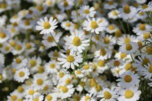 Blumengarten fürs Mindset: Was im Frühjahr bereits blüht