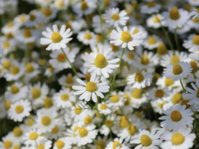 Blumengarten fürs Mindset